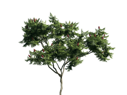 景观树木：加拿大盐肤木三维模型plant-6