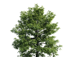 景观树木：森树三维模型plant-51