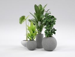 盆栽植物C4D模型