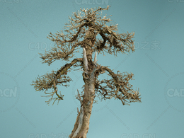 挺拔的干枯树木古树Dead Bonsai 04