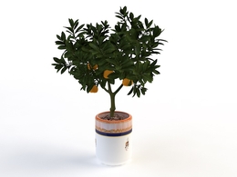 室内装饰植物-金桔C4D模型(07) Interior plants 3d model