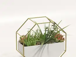 多肉 植物 吊篮 盆栽