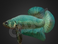 绿色金鱼斗鱼观赏鱼C4D模型