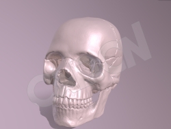 骷髅头骨医学模型