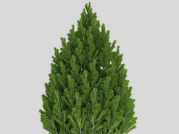 松果树 白皮松 油松C4D模型 Pinus leucodermis