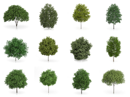 42套C4D高精度景观树模型合集 CGAxis Models Volume 54 – 3D Trees V