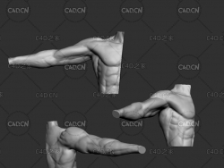 男性臂膀C4D模型 Arm