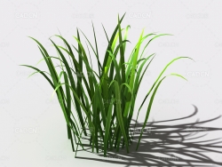 野草植物C4D模型 wild-grass-b2