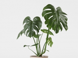 CINEMA 4D室内绿植：米色陶瓷花盆中的中型龟背竹特征性孔洞和开裂细节丰富的室内3D植