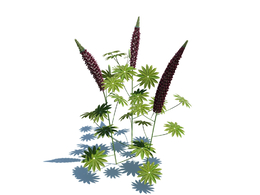 羽扇豆植物Lupinus polyphyllus L. v3