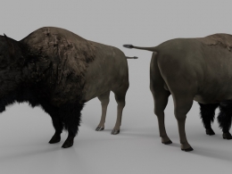 野牛C4D模型 Bison 3d model