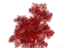 海扇C4D模型 Giant Sea Fan
