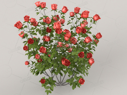 茂盛的红色月季花卉植株C4D模型Red Roses 01 - 0.50 m