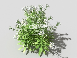 篷子菜猪殃殃砧草植物C4D模型 bedstraw-i 3d model