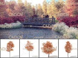 49棵秋天树木C4D模型合集 Autumn Trees 3D Models Collection