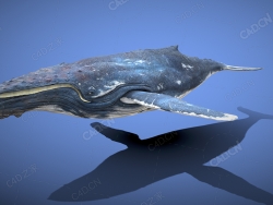 逼真的须鲸 realistic-baleen-whale