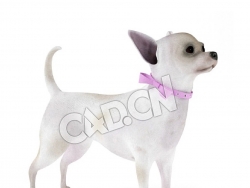 宠物狗吉娃娃犬C4D模型