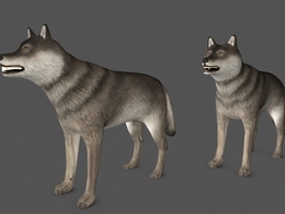狼C4D模型 wolf 3d model