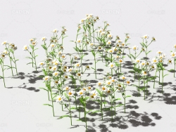 甘菊植物C4D模型 pattern_camomile-2