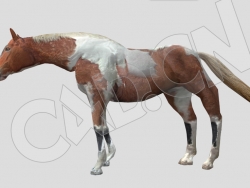 棕色白斑马匹C4D动画模型 horse
