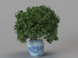 大厅大盆景观植物C4D模型 Landscape plants