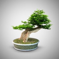 老树、枯树盆景景观3D模型（C4D/MAX）