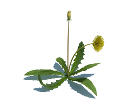 蒲公英c4d植物杂草模型下载Taraxacum officinale v1