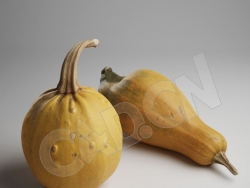 C4D成熟的黄南瓜 Pumpkin