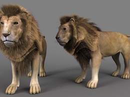 雄狮 狮子C4D模型 Lion old 3d model