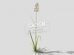 根际草常绿草根草植物C4D模型 bent-grass-b3 3d model
