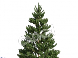 C4D欧洲云杉挪威云杉北罗汉松松树模型 Picea abies 3d model