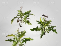 草本植物大蓟C4D模型 Cirsium 3d model