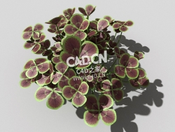 青铜色的荷兰四叶草植物C4D模型 bronze-clover-c 3d model