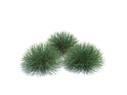 羊茅植物杂草模型下载Festuca v1