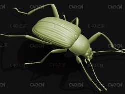 墨伪花金龟 昆虫C4D模型 Plesiophthalmus nigrocyaneus