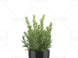 迷迭香盆栽 Rosemary
