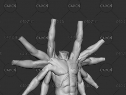 男性躯干肩部五种姿势3D模型 Male Torso shoulder movement sculptures