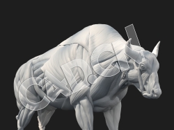 C4D公牛肌肉系统模型 BISON ECORCHE LEGS subd2 legsONLY