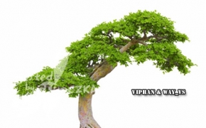 盆景景观树3D模型 VizPeople – Bonsai