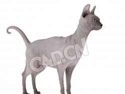 宠物猫斯芬克斯猫无毛猫C4D模型