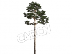 C4D海拉尔松樟子松松树模型 Pinus sylvestris 3d model