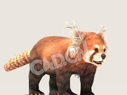 C4D熊猫小浣熊模型（包含骨骼绑定未包含动画) Panda_A01_SK_SKP 3D Model