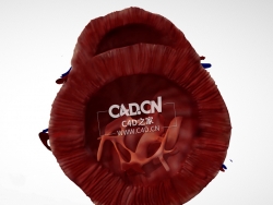 心脏解剖心尖C4D模型 Cardiac Anatomy-Other Half PSAX Apex