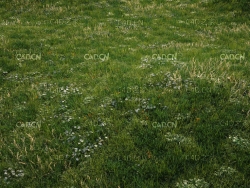 野花野草草地C4D VRAY场景模型 grass assets c4d model
