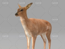 白尾鹿雌鹿 deer 2