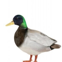 野鸭子3D模型 Lizard 3D models