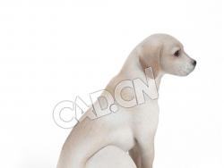 蹲着的拉布拉多犬C4D模型