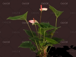 C4D花烛红掌花卉植物3d扫描模型 Anthurium 3d model