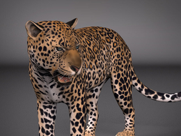 豹子MAYA绑定模型 Leopard Maya Rig (Single Seat )