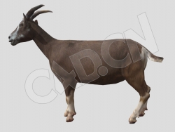 家畜小尾山羊低头吃草的羊C4D动画模型 goat